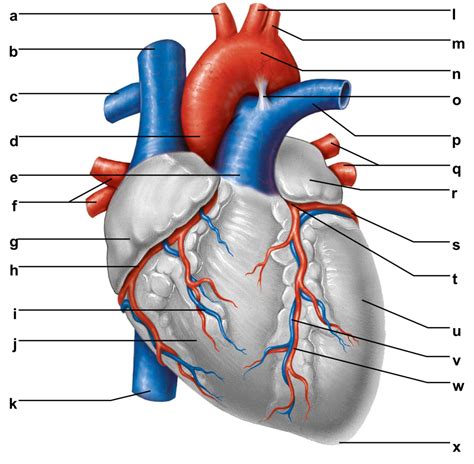 The Heart Diagram Quizlet