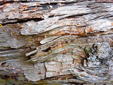 1366x768 Wallpaper Trunk Tree Wood Texture Tree Trunk Textured