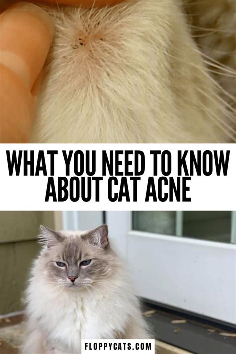 Feline Acne Cat Acne Pimples On Chin Get Rid Of Blackheads Cat Skin