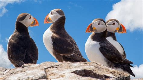 Everything You Need To Know About Puffins In Iceland All About Iceland