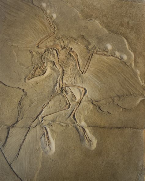 Archaeopteryx Museum Für Naturkunde Berlin Germany Flickr