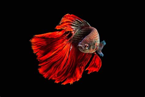 Stunning Betta Fish Photography By Andi Halil Design Swan