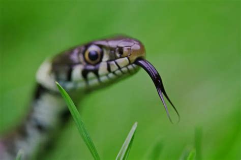 Snake Hissing Sounds Why Do Snake Hiss Exopetguides