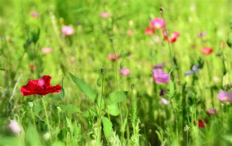 Field Of Poppies Photograph By Saija Lehtonen Pixels