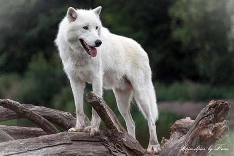 Arctic Wolf Canis Lupus Arctos By Dana Kölmel On 500px Arctic Wolf