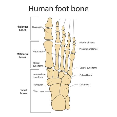Foot Bones Anatomy Of The Skeletal System Of The Human Legs And Feet