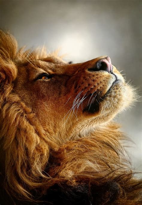 148 Best Lions Protect Images On Pinterest Big Cats Animal