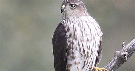 3 pro hero and the current no. STOKES BIRDING BLOG: How To Protect Feeder Birds From Hawks