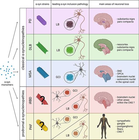 Frontiers The Concept Of α Synuclein Strains And How Different