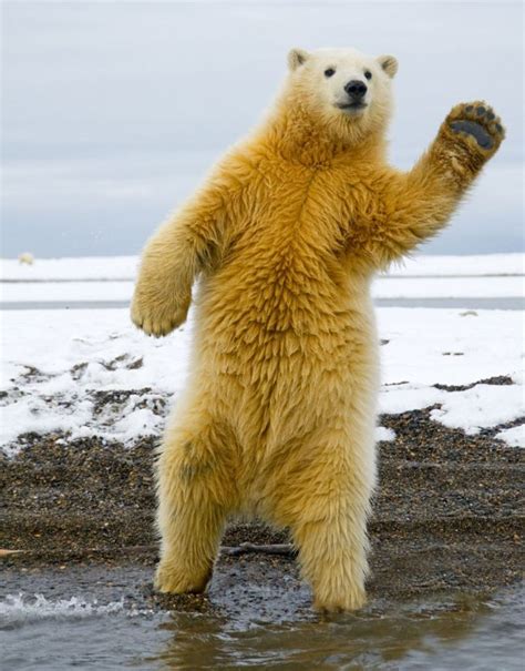 Dancing Polar Bear 5 Pics ~ I Love Funny Animal Sweet
