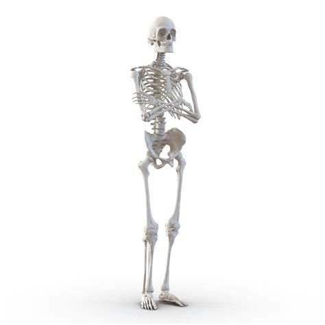Human Male Skeleton Pose 3d Model