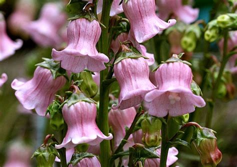 Pacific Horticulture Society Bellflowers