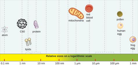 Types Of Microorganisms · Microbiology