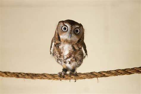 Eastern Screech Owl Smithsonians National Zoo