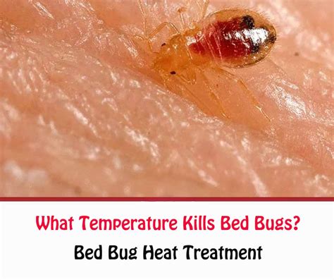 What Temperature Kills Bed Bugs