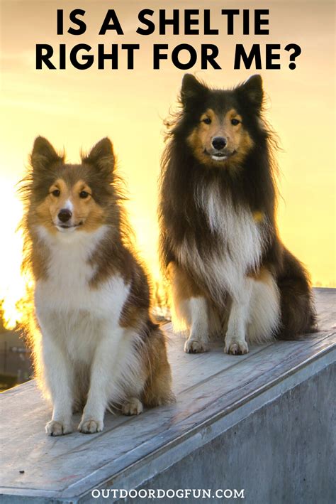 Is a Sheltie Right for Me? (Leaving Them By Themselves ...