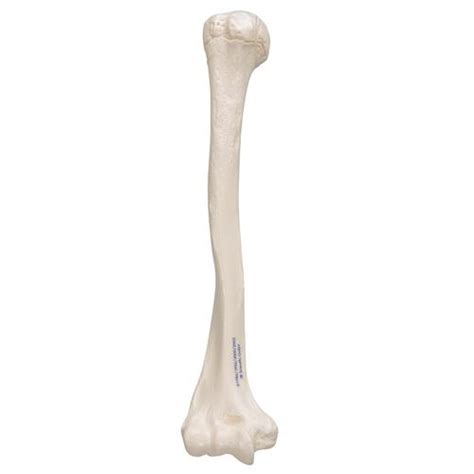 Structures represented are not in real bones or the model is too cartoony student works on and off but does not get much accomplished in class student does not engage in rr but completes task. Humerus - Hand and Arm Skeleton Models | Human Bone Model ...