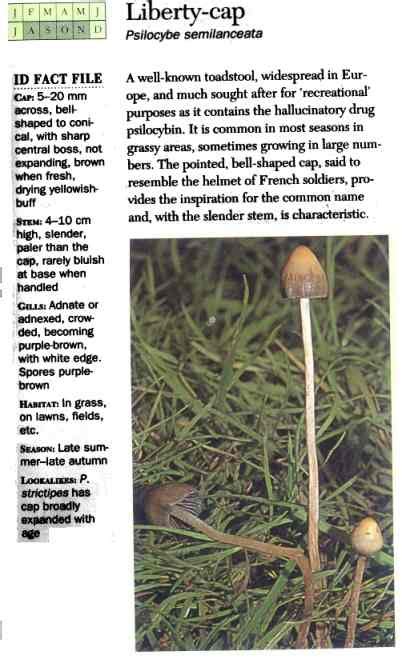 Psilocybe Semilanceata Liberty Caps For New Hunters Mushroom