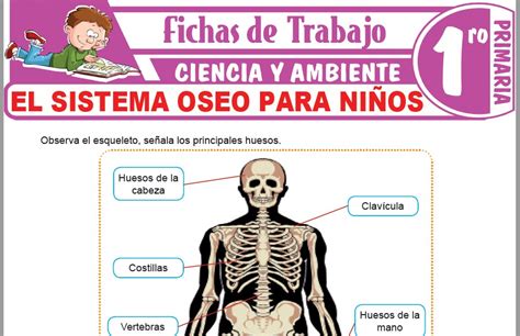 Imagen Del Sistema Oseo Para Niños El Sistema Locomotor El Cuerpo