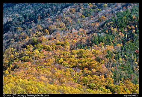 Picturephoto Trees In Fall Colors On Slope Tennessee Great Smoky