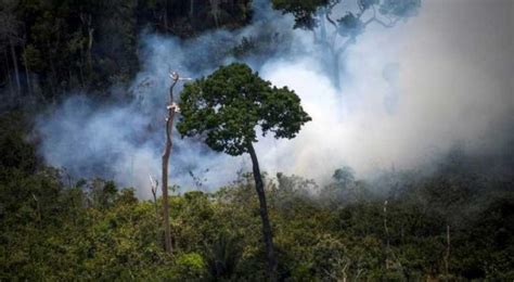 Científico Desmiente A Bolsonaro La Deforestación Principal Causa