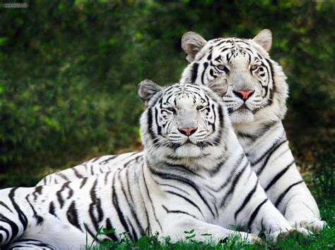Save White Royal Bengal Tigers ~ Myclipta