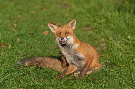 Beautiful Red Fox Stock Photo Download Image Now Animal Animal