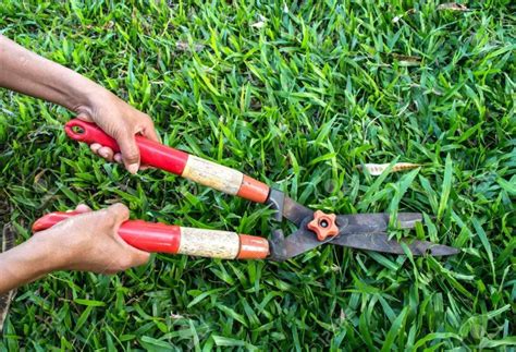 How To Cut Grass Without A Lawnmower Here Is The Process