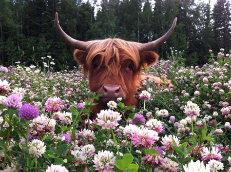 Beautiful Spring Highland Coo Fluffy Cows Cow Cute Cows