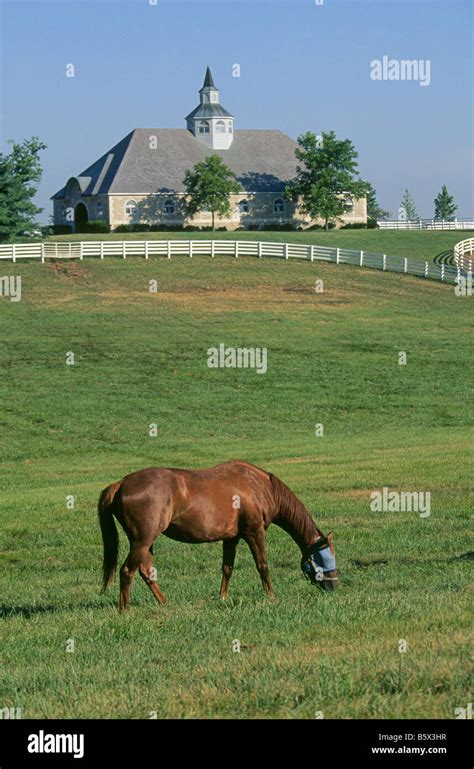 A Thoroughbred Race Horse Grazes In A Field Of Bluegrass On A Large