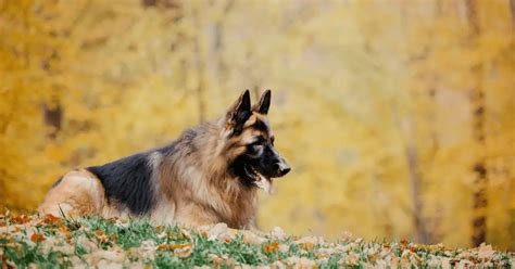 German Shepherd Dog Breed Info Guide And Care