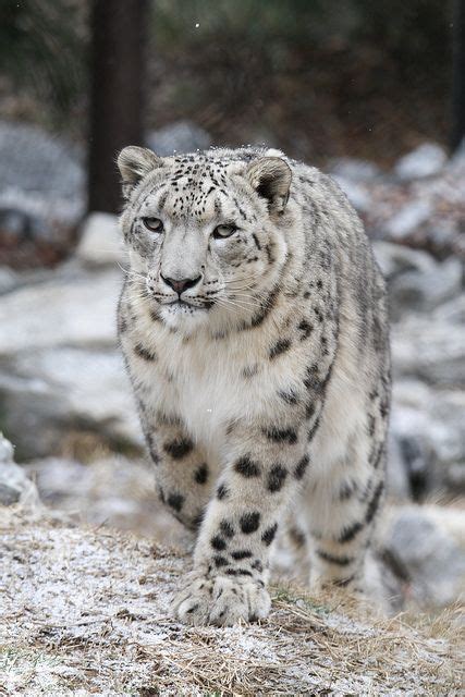 1000 Images About Snow Leopards Beautiful On