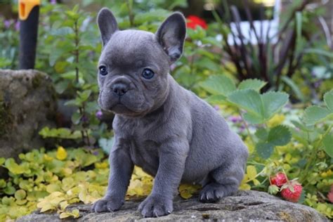 We are located in sunny south florida and offer hand delivery of your newest family member worldwide. Blue French Bulldog Puppies For Sale - USA |Canada ...