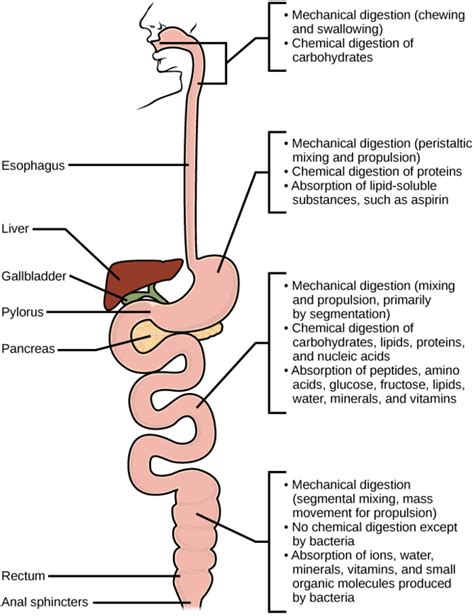 Digestive System Processes Boundless Biology