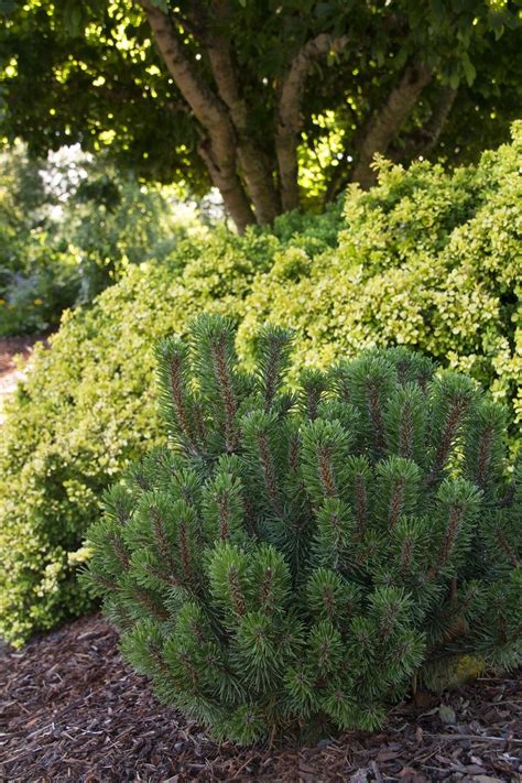 Slowmound Mugo Pine Is A Rugged Water Wise Evergreen With Finely