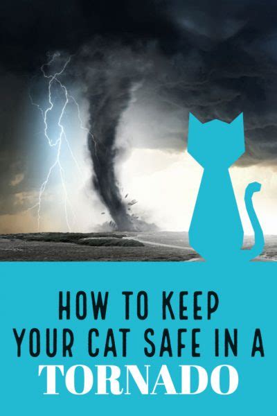 How To Keep Your Cat Safe In A Tornado