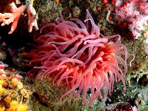 Sea Anemone Sea Anemones Are A Group Of Water Dwelling