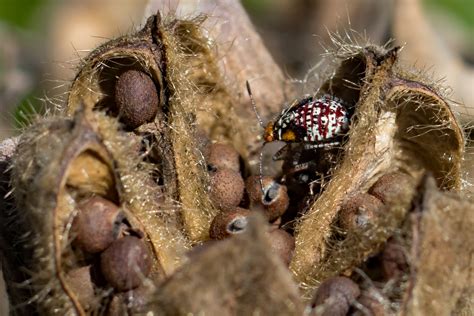 These are the common methods to propagate a cactus step by step. Favorite seeds to collect, trade, and grow - Wild Ones St ...