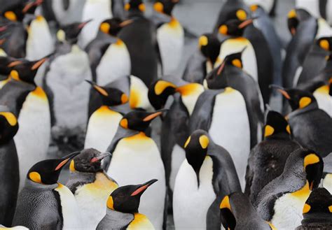 Penguin Awareness Day January 20 2025 National Today