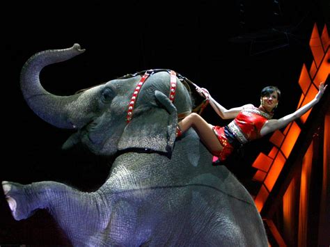 circuses banned from using elephants in new york the independent the independent