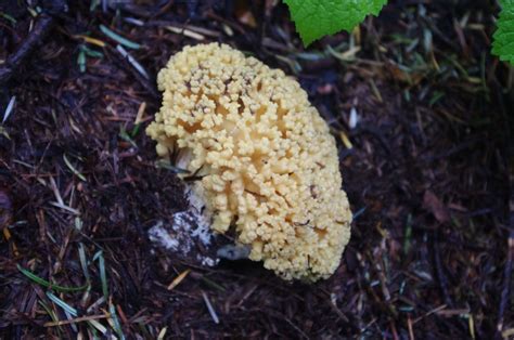 Wild Mushrooms In Washington State All Mushroom Info
