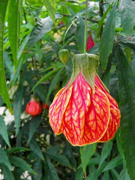 Check spelling or type a new query. 118 best ABUTILON...commonly known as: ''Chinese Bell ...