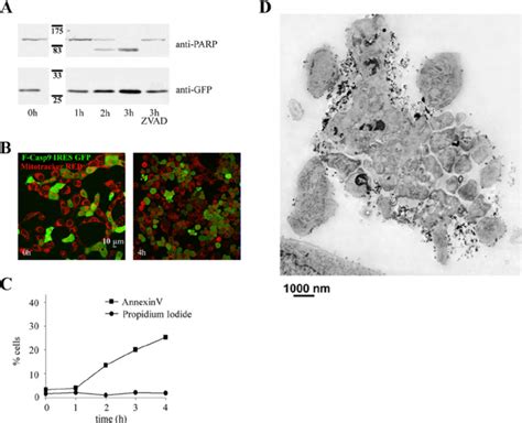 Selective Induction Of Apoptosis A Lysates From A431f Casp9 Cells