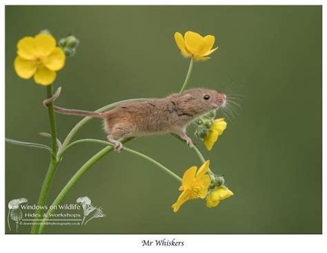 49 Photos Of Adorable Harvest Mice Playing Among Plants