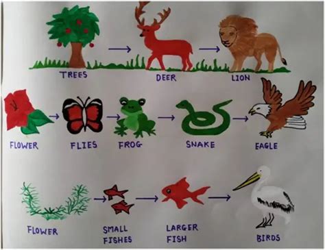 Food Chain Class 10 Biology Lesson Our Environment