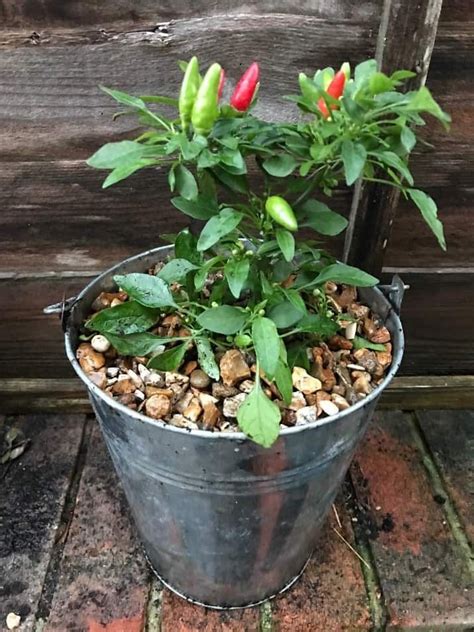 How To Grow Chillies At Home Lianas Kitchen Chilli Plant Care