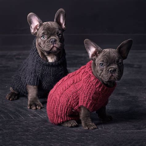 Find a blue french bulldog on gumtree, the #1 site for dogs & puppies for sale classifieds ads in the uk. Mini blue French Bulldog boy available for warm and loving ...