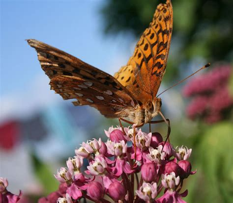 I can't tell you the intense guilt i felt and still feel for buying those stupid flowers. Baldwin Nurseries: Perennials, shrubs, trees for Nova ...