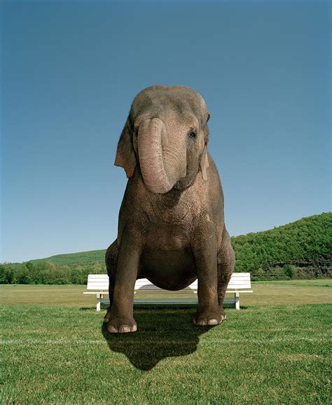 An Elephant Sitting On A Park Bench By Matthias Clamer