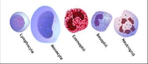 Types Of White Blood Cells Download Scientific Diagram